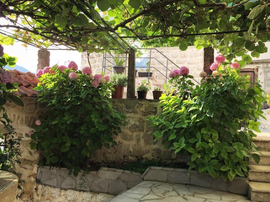 Apartment Terazza Di Ljuta Kotor Ngoại thất bức ảnh